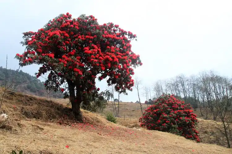 岭上开遍映山红---苍山西坡的秘境花园