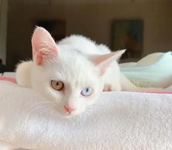 已送异瞳白猫公