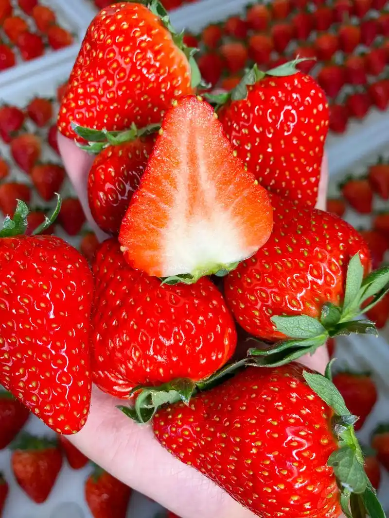 年货节 #丹东九九草莓 新鲜采摘,新鲜到家#草莓 #冬天的 - 抖音