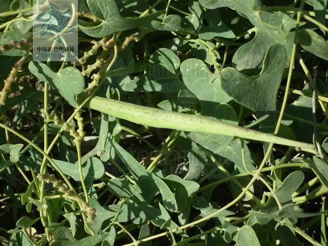 p> b>羊角子草 /b>(学名: i>cynanchum cathayense /i>)为萝藦科 a