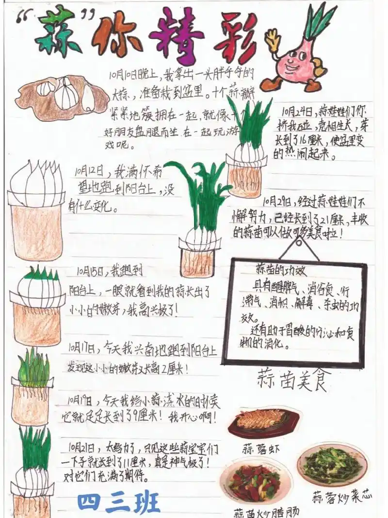 植物生长记录表 小学语文四年级植物生长记录,大蒜的成长过程《蒜你