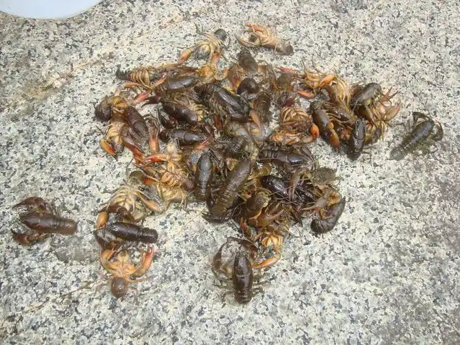 生长在吉利的小伙伴,一定对蝲蛄印象颇深,小龙虾对水质没什么要求,而