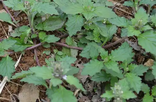 苦地胆的功效与作用及禁忌