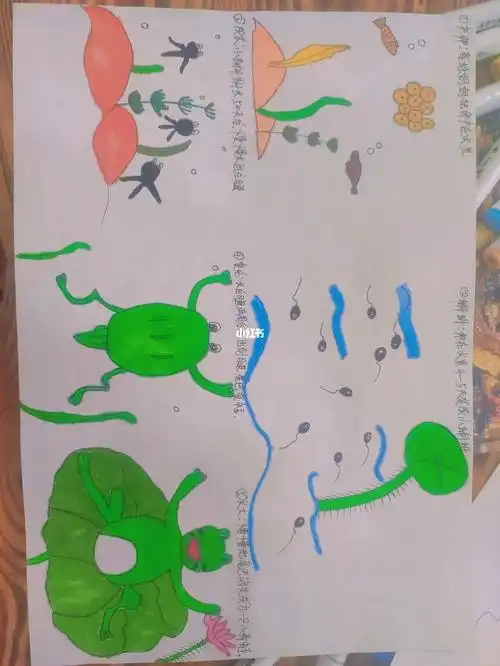 闺女的小蝌蚪成长记