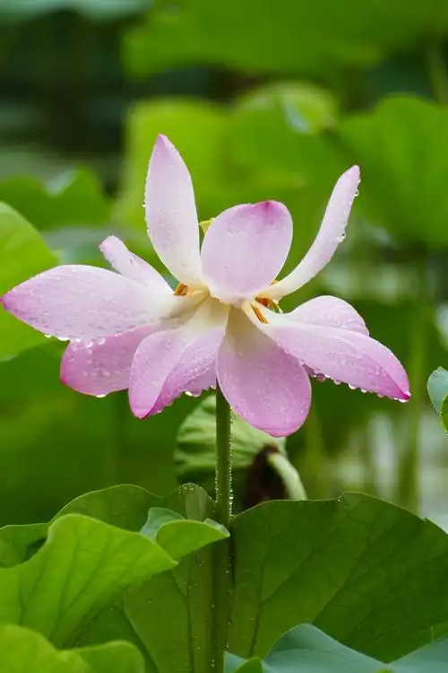 莲花仙境 - 美篇