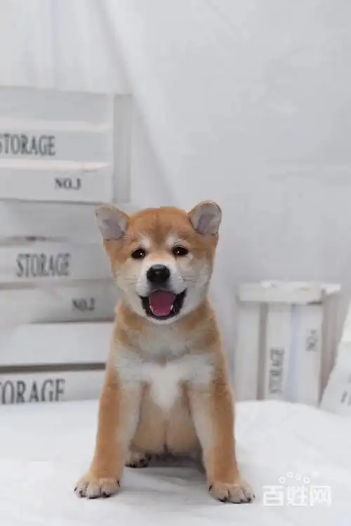 宜宾哪里有卖柴犬的 柴犬多少钱一只