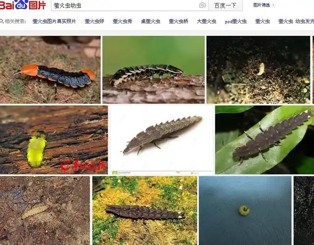 展开全部 萤火虫幼虫