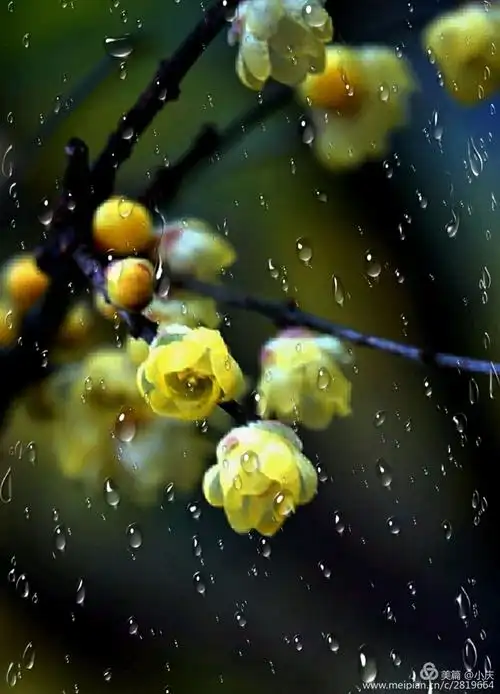 雨在我的生命里