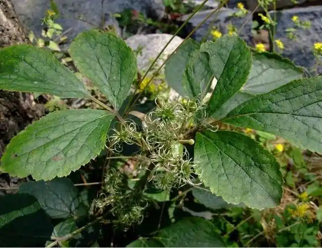 大叶铁线莲词条图册_百度百科