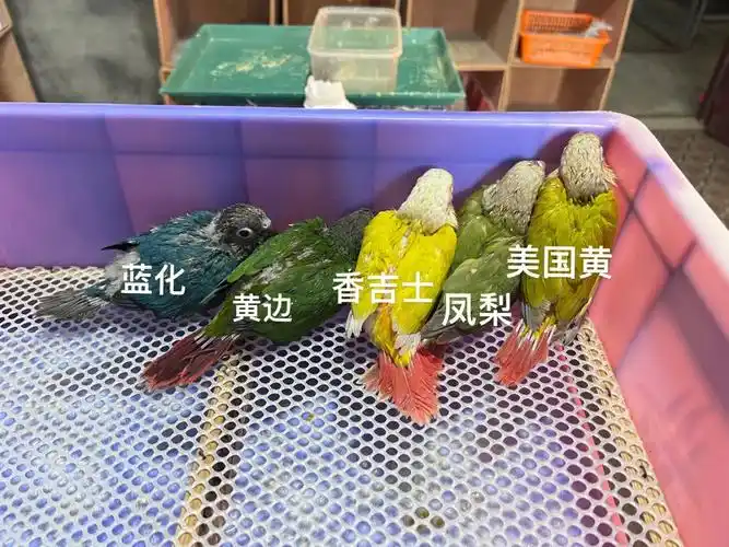 小太阳背羽颜色对比图