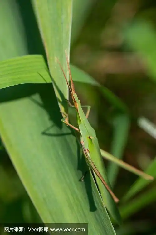 蚱蜢"灰蝗"的特写