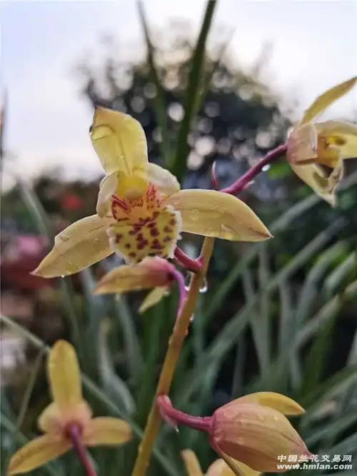 红香妃终于养开花了-蕙兰篇-中国兰花交易网社区