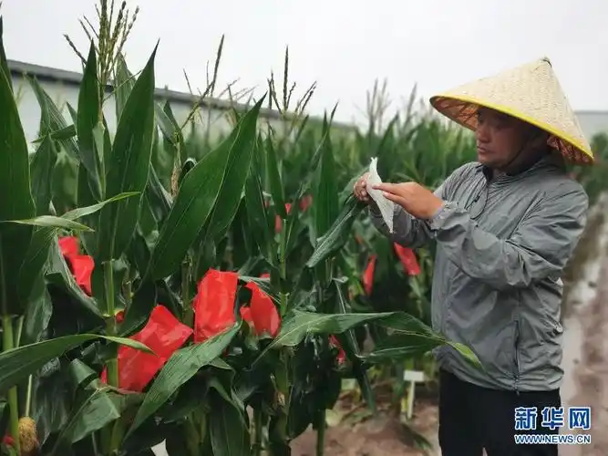 黑土地上,抓牢玉米"中国芯"