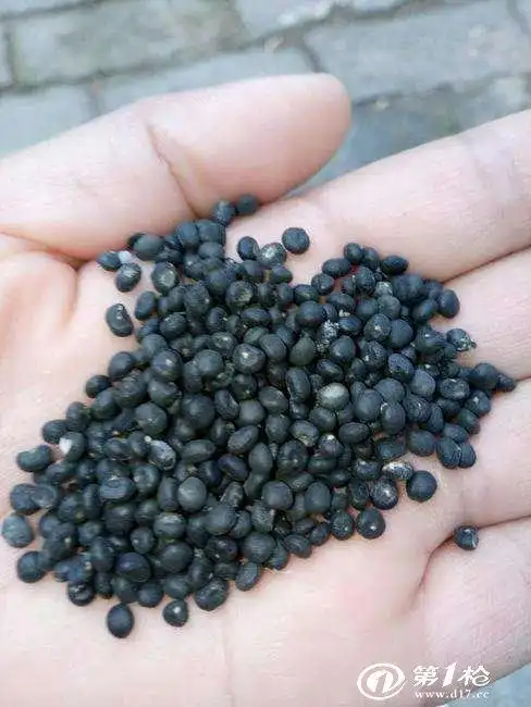 芦笋种子一斤价格浙江芦笋种子销售厂家可试种