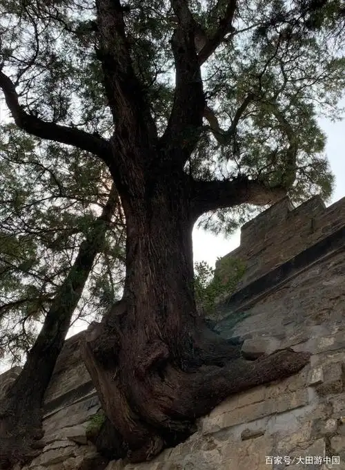 长在宝城城墙上的歪脖树