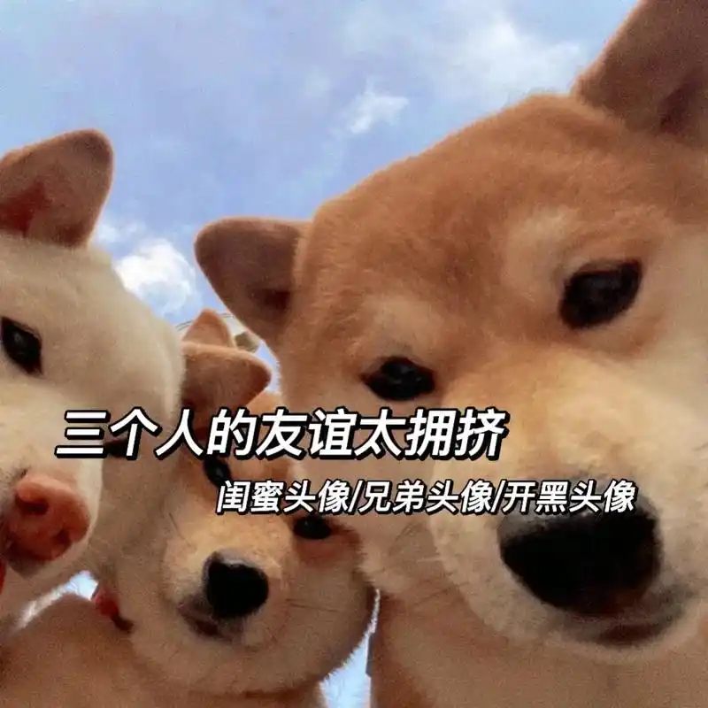 小时候兴趣班上多了,现在完全没兴趣上班. #猫狗头像 #沙雕 - 抖音