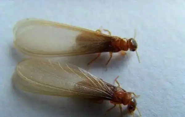 但是与白蚁不同的是,蜉蝣,蜜蜂原本就是会飞的动物,而白蚁通常是不会