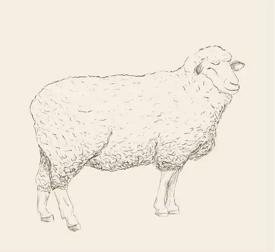 手绘温顺绵羊矢量素材