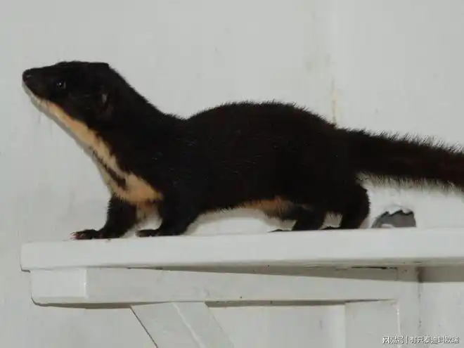 谁偷尿尿男子进厕所闻到尿骚味马桶上惊见稀有黄鼠狼