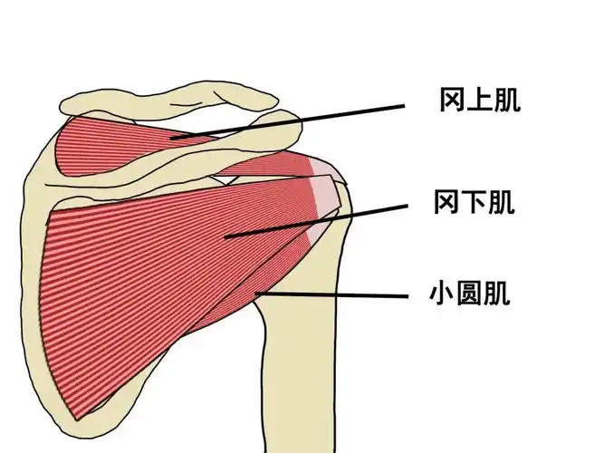 肩袖损伤是指组成肩袖的冈上肌,冈下肌,肩胛下肌和小圆肌的损伤.