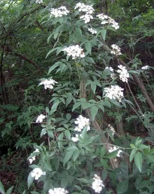 山木香老根月季走红,一盆价值成百上千,挖农靠"它"月入数万