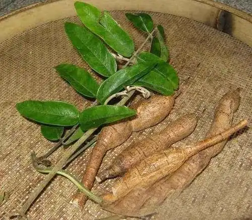 这种草药叫牛大力滋补肝肾强壮筋骨最适合抽烟男性