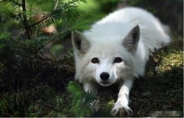 男子无意间救下一白狐,十年后,白狐三次救其于危难