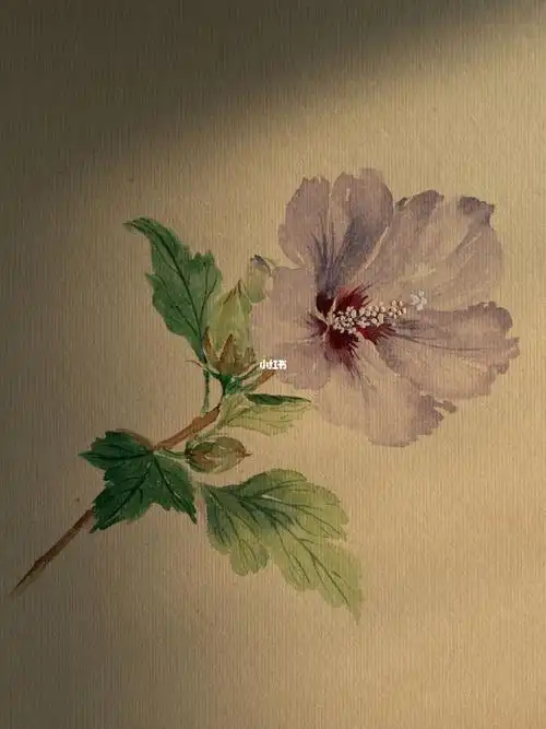 没骨花卉小时候吃过的木槿花