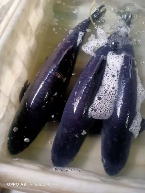 【jd推荐】农家新鲜打捞螺丝混鱼6青混鱼黑混子鲜味美 活体现杀6斤