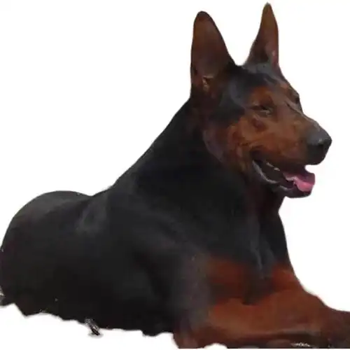 出售精品莱州红犬活体幼犬苏联红纯种双血统小狗幼崽看家护院犬狗