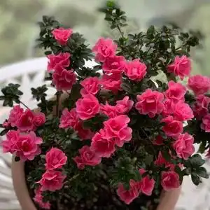 【湖滨园艺】四季小玫瑰 重瓣东洋杜鹃 花园阳台露台灌木花期长