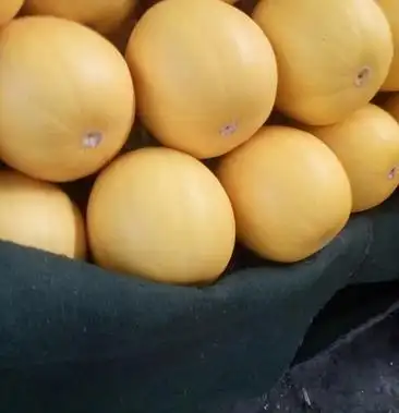 五岳独尊黄皮香瓜25斤以上