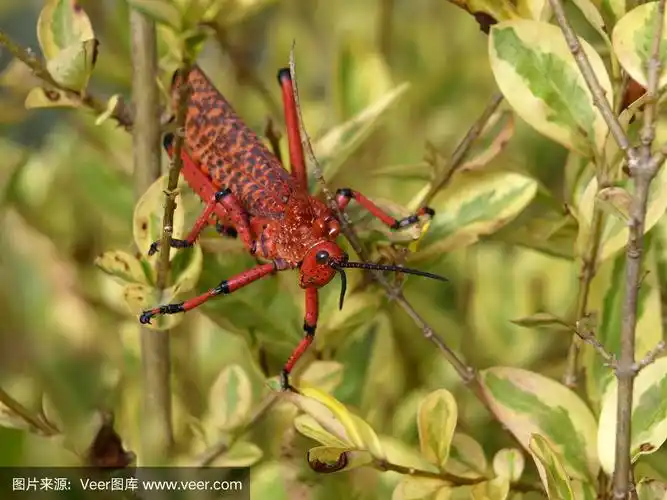 红色的蚱蜢