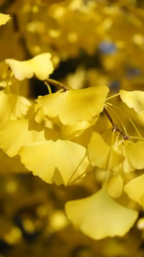 秋天银杏叶唯美图片手机壁纸