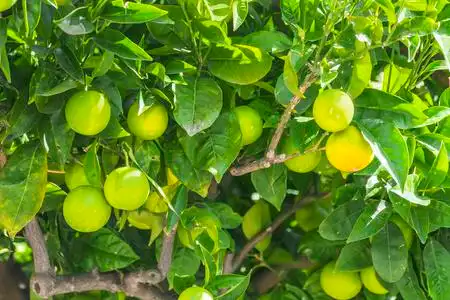 一棵橘子树图片