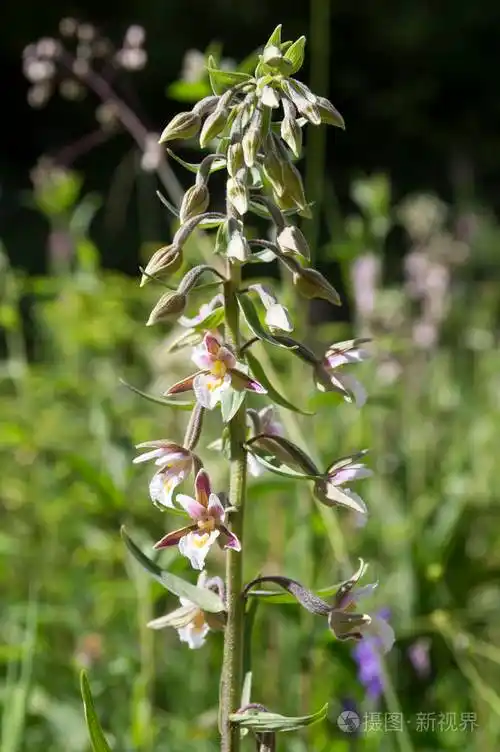 萼片萼片萼片萼片沼泽海泡草野生兰花盛开