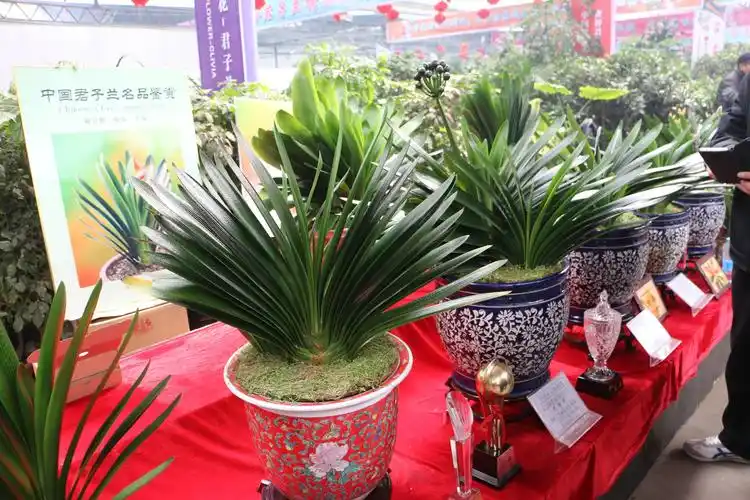 《我拍你看》长春市花"君子兰"篇