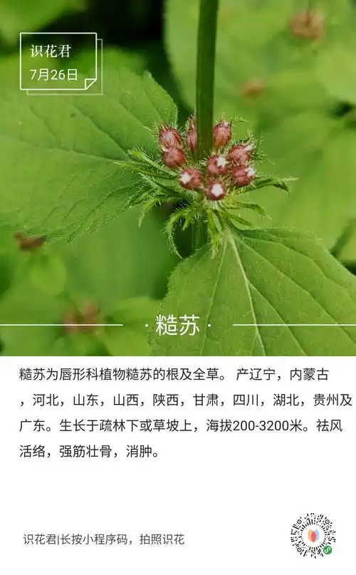 识百草 认百花 ( 一 )