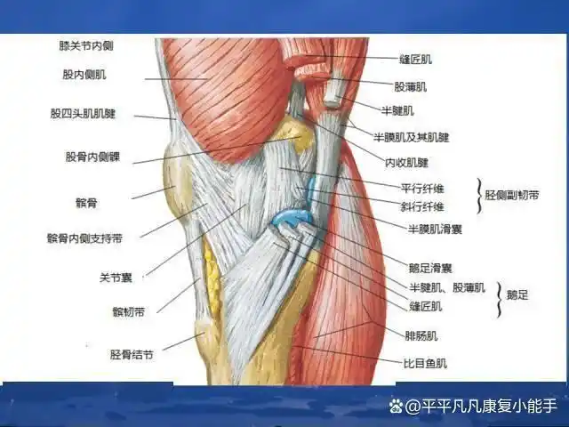 膝关节韧带详解一内外侧副韧带