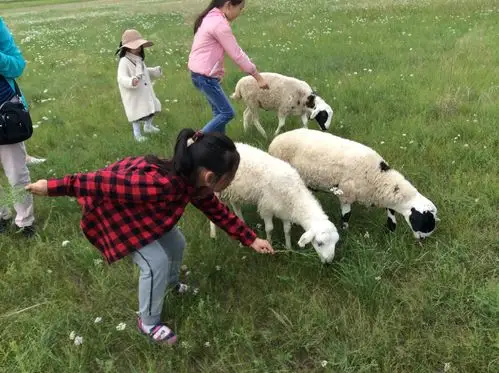 我们来喂小羊羔吧!