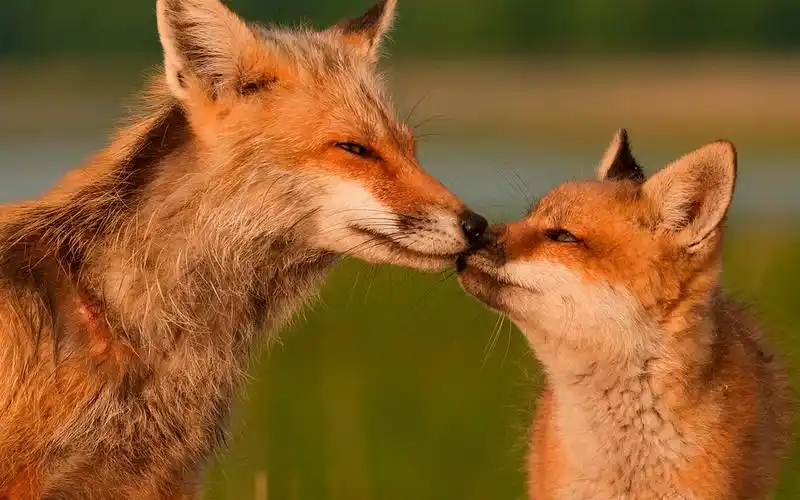 国家地理 动物壁纸专辑(六)18 - 1280x800