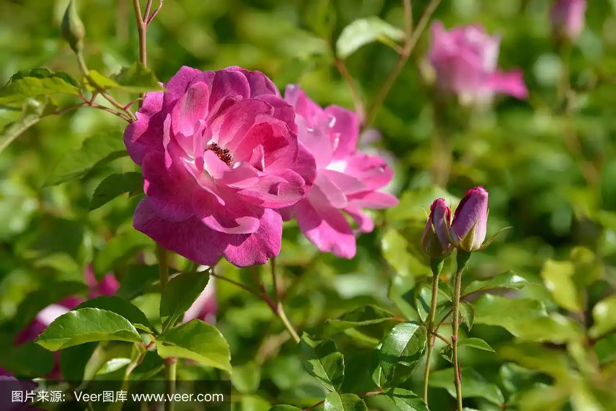 花园中自然生长的玫瑰花丛.五彩缤纷的玫瑰绽放在自然环境中.