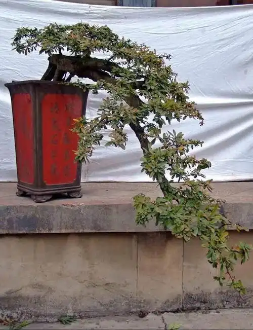 火棘盆景价值高,红果子挂枝头更喜庆,养出造型有方法