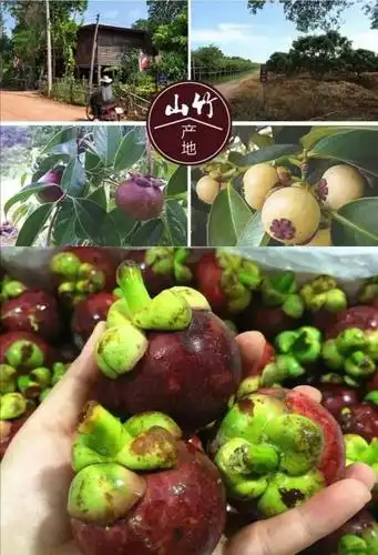 原产地采摘采新鲜山竹,再根据个头筛选分类包装.