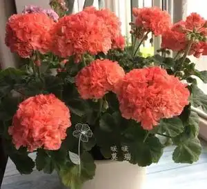 天竺葵 莫瑞 直立重瓣 四季开花阳台美化