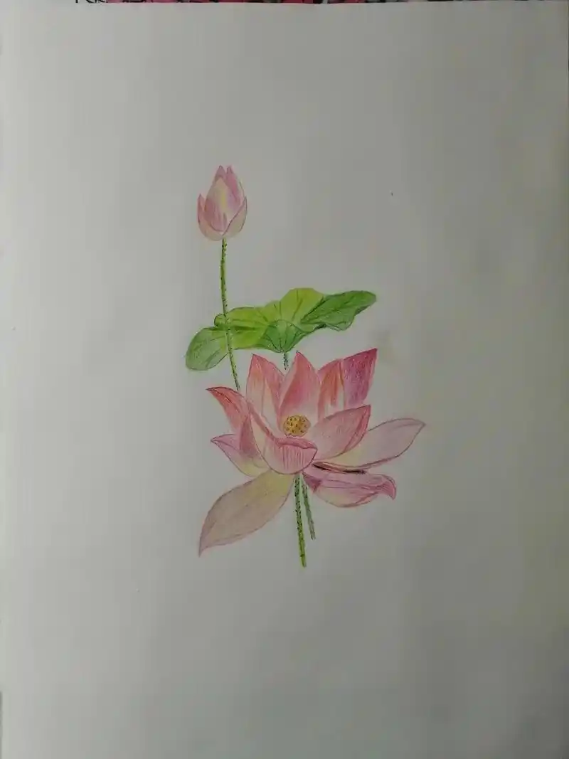 喜玉素描 映日荷花别样红 - 抖音