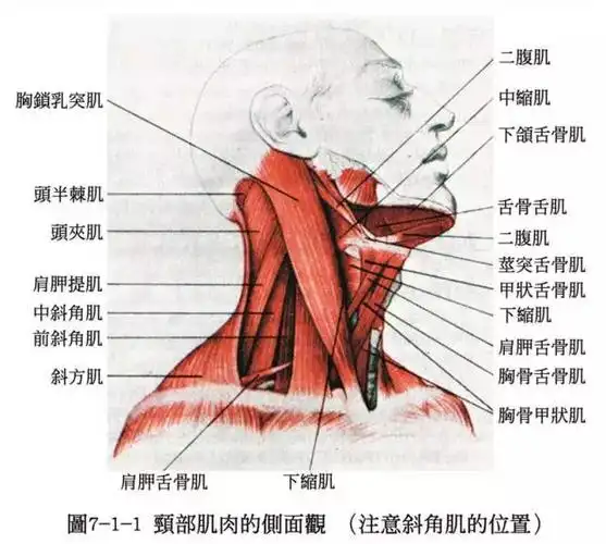 人体解剖骨骼肌肉很全面的套图