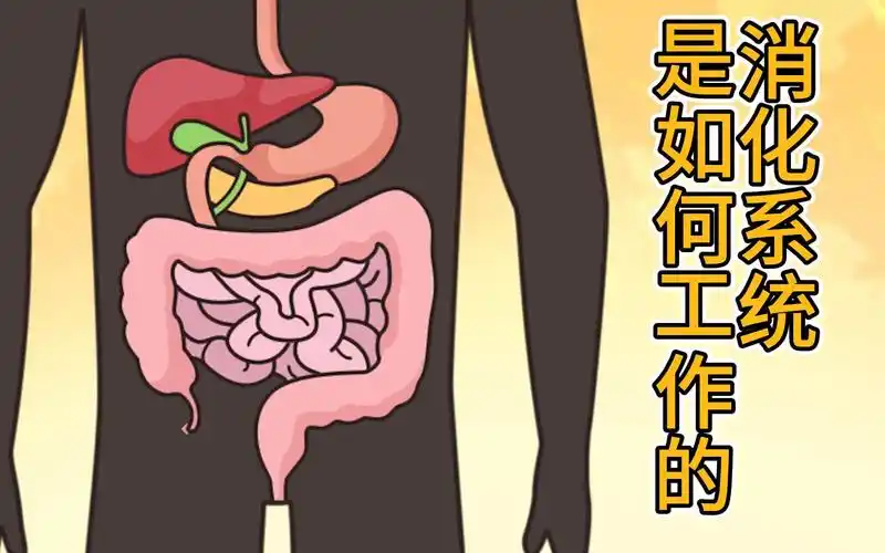 消化系统是如何工作的?