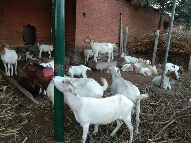 2000元一套美国白山羊,一只大羊2只小羊,机遇还是陷阱?