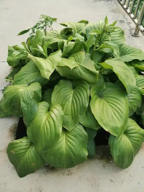 琉璃为叶玉为葩玉簪